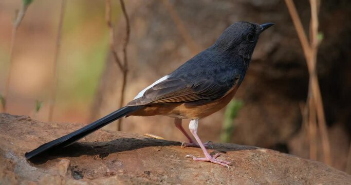 Facing to the right exposing its whole body under the morning sun as it turns around facing towards the left, White-rumped Shama Copsychus malabaricus Percher, Thailand