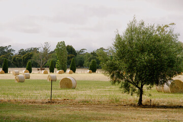 Haybales in a paddock