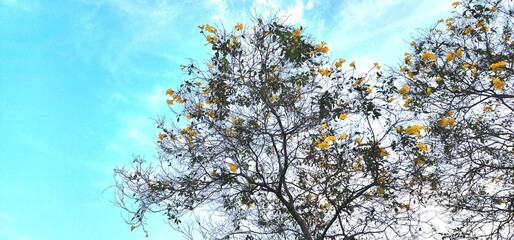 tree top view sky and cloud for background, and yellow flower, Yellow trumpetbush