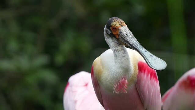 Roseate spoonbill, platalea ajaja with striking pink plumage, preening its plumage by rubbing its head against the body, close up shot capturing the detail features of the exotic wading bird species.