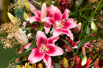 pink lily flower outdoor close-up