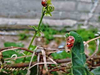 Three ladybugs sitting on a tree