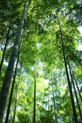 bamboo forest in the morning