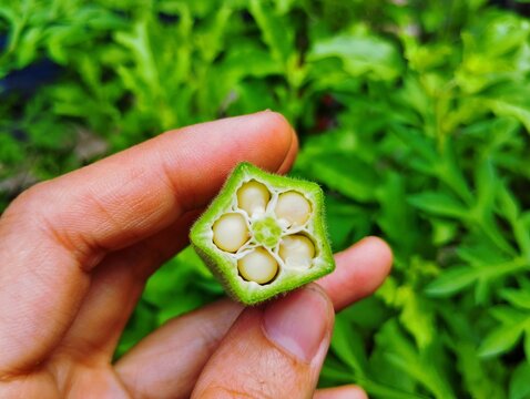 Hand holding a cross section of okra