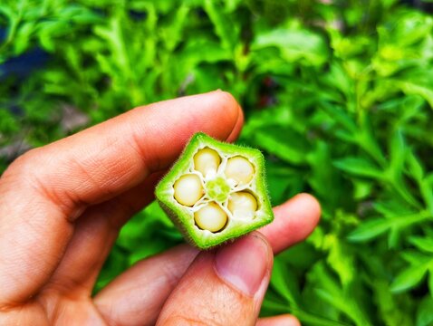 Hand holding a cross section of okra
