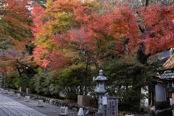 autumn in a japanese temply