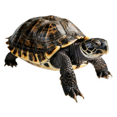 Obraz premium Turtle, Photo of a Turtle isolated on Plain White Background, Photo Studio Shoot of Turtle with a Transparent/PNG Background