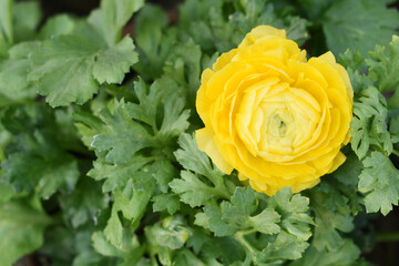 Beautiful yellow ranunculus flower growing in an outdoor flower garden. ranunculus flower closeup, yellow blooming flower
