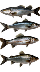 Fototapeta premium Fish, Photo of a Fish isolated on Plain White Background, Photo Studio Shoot of Fish with a Transparent/PNG Background
