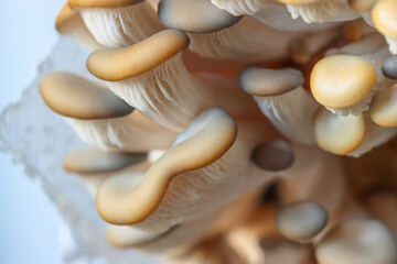 Oyster mushroom - Pleurotus ostreatus