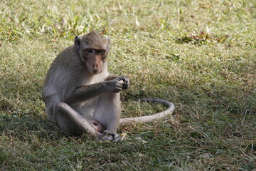 baboon sitting on the ground