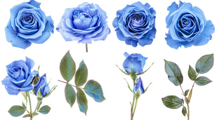 Exquisite Collection of Isolated Roses on Transparent Background - Captivating Floral Beauty for Your Designs, Ideal for Romantic Themes, Valentine's Day, and Botanical Concepts