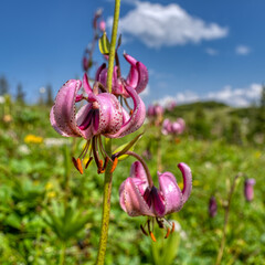 Türkenbund-Lilie © franke 182