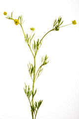 Acker-Hahnenfuß, Ranunculus arvensis