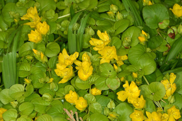 Gilbweiderich, Pfennig-Gilbweiderich, Lysimachia nummularia, Aurea