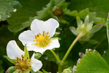 Flowering strawberry bush in the garden in springtime.