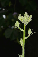 Alpen-Milchlattich, Cicerbita alpina