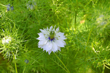 Jungfer im Grünen,  Nigella damascena