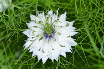 Jungfer im Grünen,  Nigella damascena