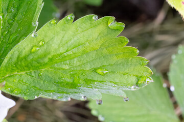 Strawberry leaves with water drops.