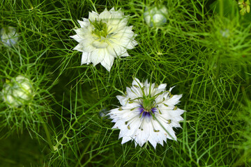 Jungfer im Grünen,  Nigella damascena