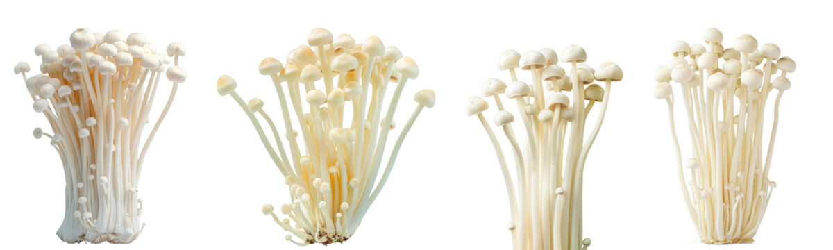 Collection of enoki mushroom. isolated transparent background. PNG, cutout