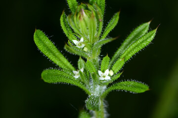 Klettenlabkraut,  Galium aparine