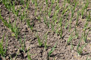 Onions growing on a garden bed in a spring season