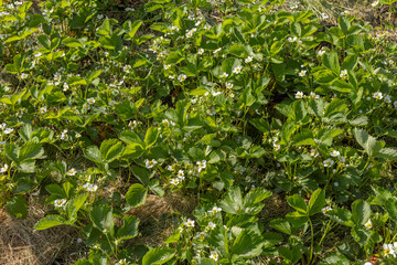Plants of blossoming strawberries on the garden beds.