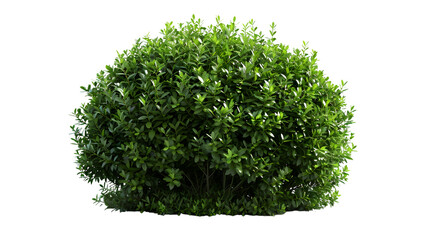  buxus sempervirens around by green grass. isolated on white background. png - obrazy, fototapety, plakaty