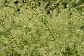 Wiesen-Labkraut, Galium mollugo, Samenbildung nach der Bl&uuml;te