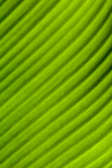 Banana tree leaf. Can be used as background