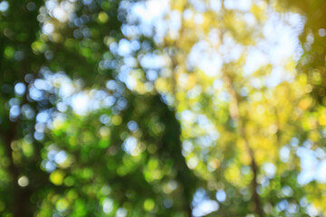 Green bokeh abstract background and texture