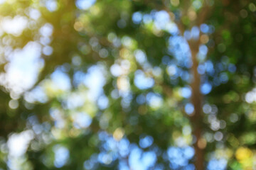 Green bokeh abstract background and texture