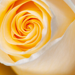 Beautiful yellow rose close up