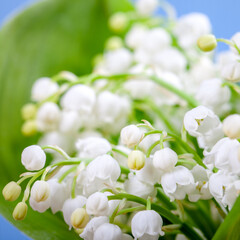 Flower lily of the valley on a blue background