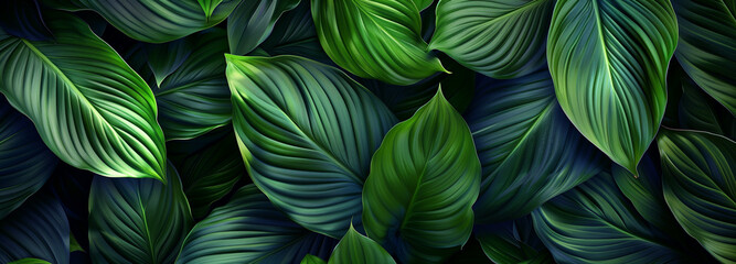 Abstract Green Spathiphyllum Cannifolium leaves background. Concept of ecology and healthy environment.