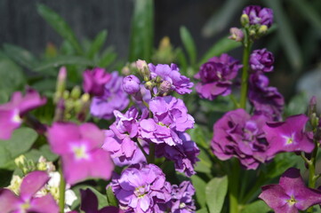 flowers in the garden