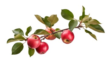 apple tree branch with leaves isolated on white background this png file with an isolated cutout object on a transparent background