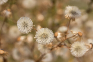 Dandelion fluff in the meadow