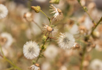 Dandelion fluff in the meadow