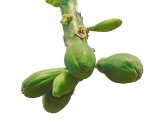 Green papaya fruits on the tree isolated on white. Carica papaya