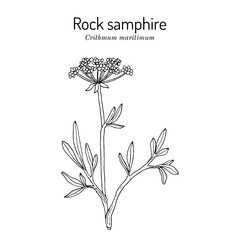 Rock Samphire (Crithmum maritimum), edible and medicinal plant. Hand drawn vector illustration
