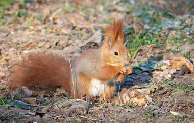 Red squirrel, Sciurus vulgaris. An animal sits on the ground and eats an acorn