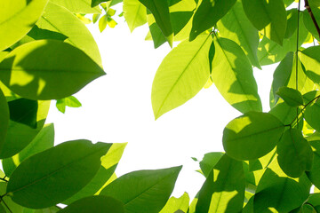 Green leaves with sun on white background