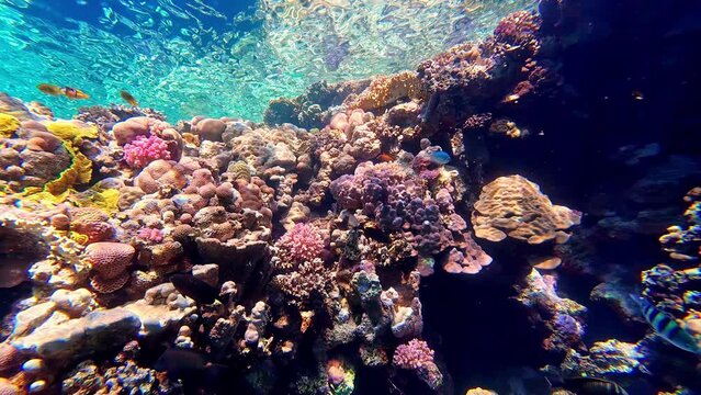 Coral reefs and schools of beautiful little yellow striped blue fish. Silverstreak anthias (Pseudanthias cooperi) floats around ocean coral in Sharm El Sheikh, Egypt.