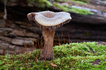 Neolentinus schaefferi mushroom on the wood. Known as Degenerate Sawgill. Wild brown mushroom in floodplain forest.