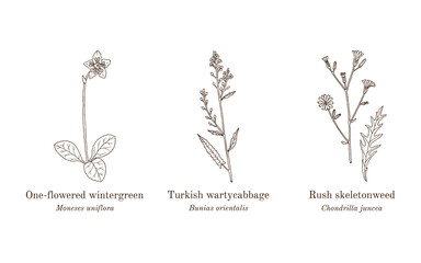 Collection of edible and medicinal plants