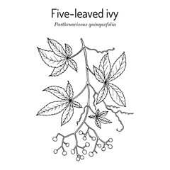 Five-leaved ivy, or Virginia creeper (Parthenocissus quinquefolia), ornamental and medicinal plant - obrazy, fototapety, plakaty