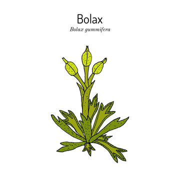 Bolax gummifera, medicinal plant. Hand drawn vector illustration